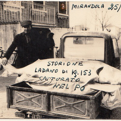 1963 Mirandola Bellodi vende uno storione pescato in Po-Gent.conc.Nino Fiorani