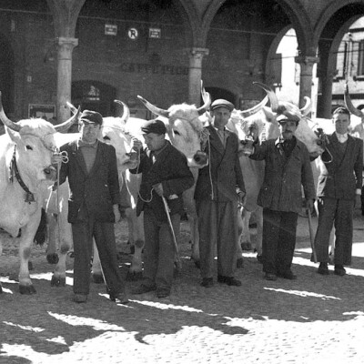 1950 Mostra Bovina gent.conc. Paolo Mattioli