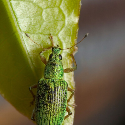 Piero Artioli Phyllobius-pomonae 10