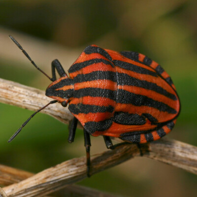 Piero Artioli Graphosoma-italicum 11