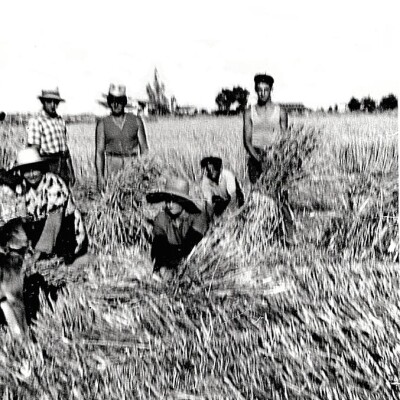 1912 Cividale la falciatura gent.conc. Proselpino Caleffi