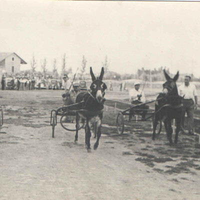 1946 Corsa di somari  Gent.conc. Giorgio Morselli