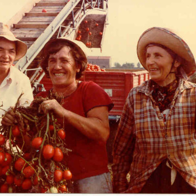 1980 San Martino Spino raccolta dei pomodori fondo Pecorari 1980.a sx Teresa