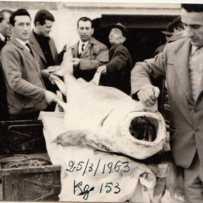 1963 Nino Fiorani al centro con lo storione catturato in Po-Gent.conc.Nino Fiorani