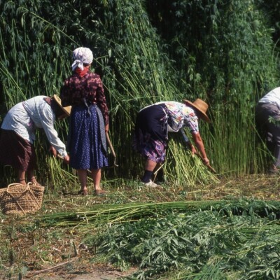 Lavorazione della canapa 1