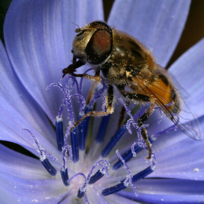 Piero Artioli Eristalis-tenax 12