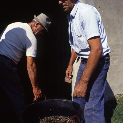 10 Vendemmia