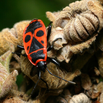 Piero Artioli Pyrrhocoris-apterus 5