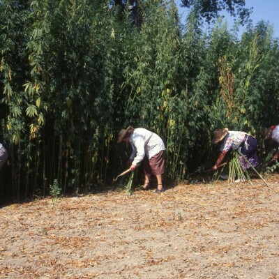 Lavorazione della canapa 2