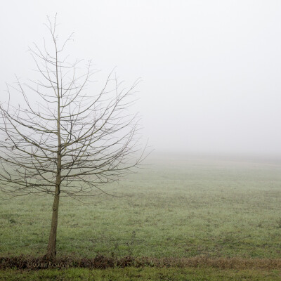 Nebbia in Valle 6