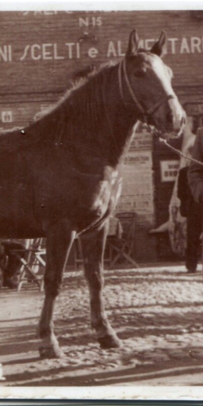 1951 Lugli Luigi e Ganzerli Saul